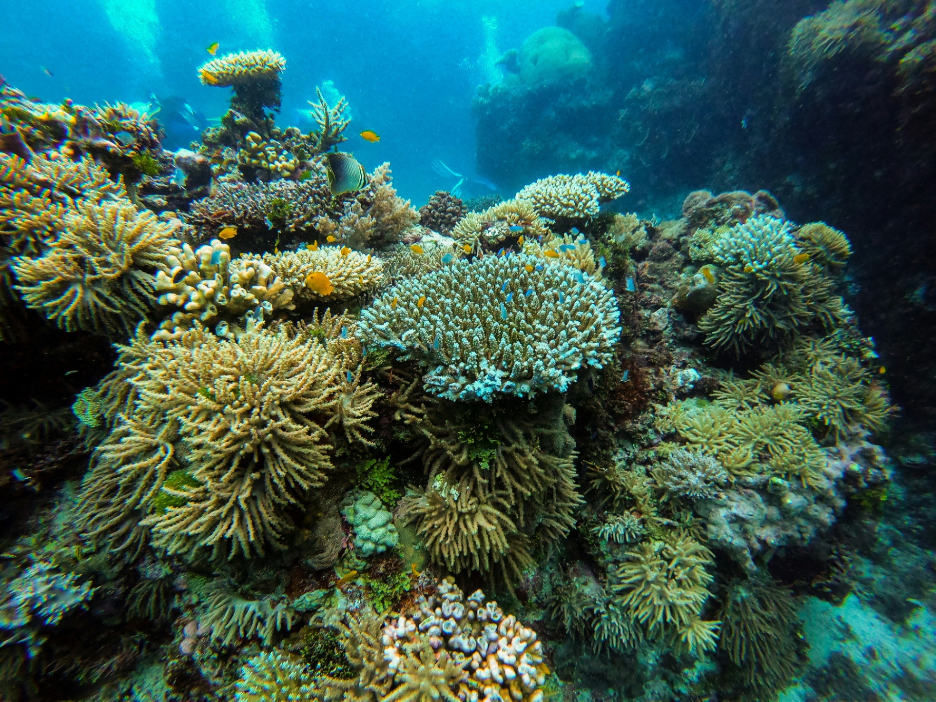 Reef Restoration · Caribbean — A healthy reef dissipates up to 97% of incoming wave energy — the natural infrastructure Jade Mountain and Rockhouse help protect.