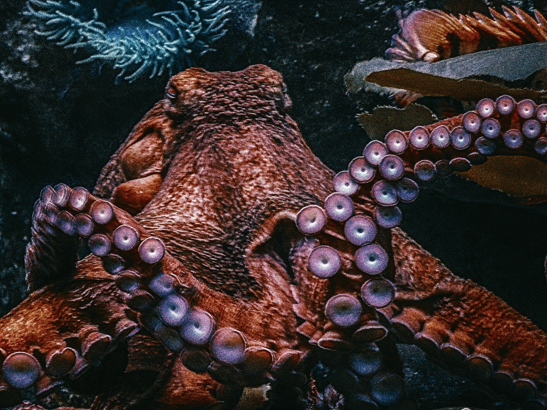 Reef Life · Belize Barrier Reef — Invertebrates protected by reef-safe sunscreen policies used across regional properties.