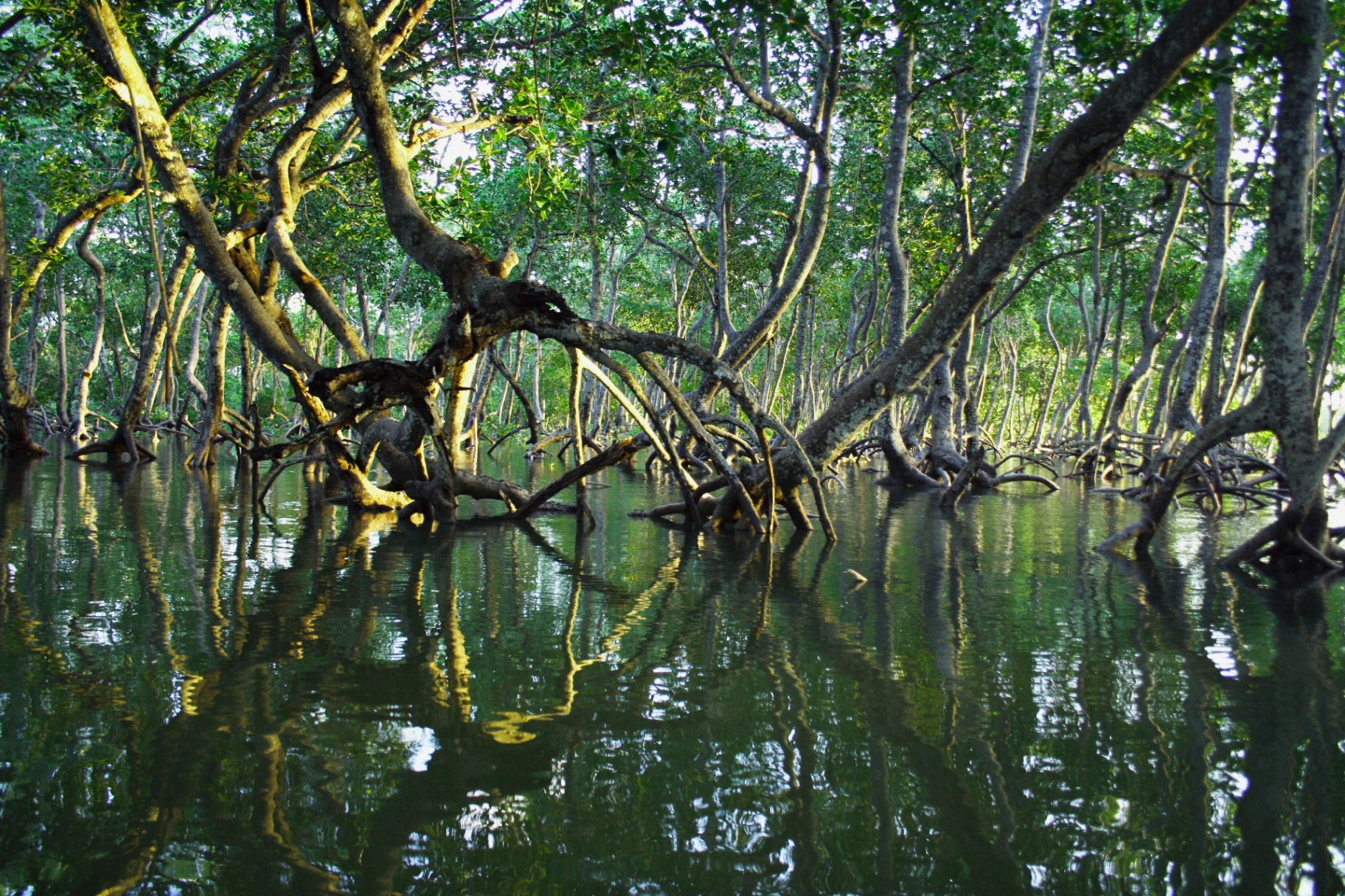 Mangrove Channels · Bocas del Toro — Nursery habitat for juvenile marine species — the front door of Tranquilo Bay Eco Adventure Lodge.