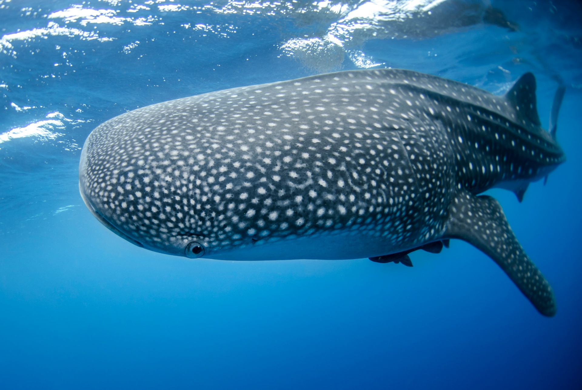 Pemba Channel · Tanzania — Waters recognised as among East Africa's most ecologically significant, protected by The Manta Resort's no-fishing zone.