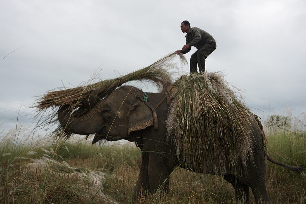 Grass cutting in Chitwan — a daily rhythm the elephant herd has shared with mahouts for generations.