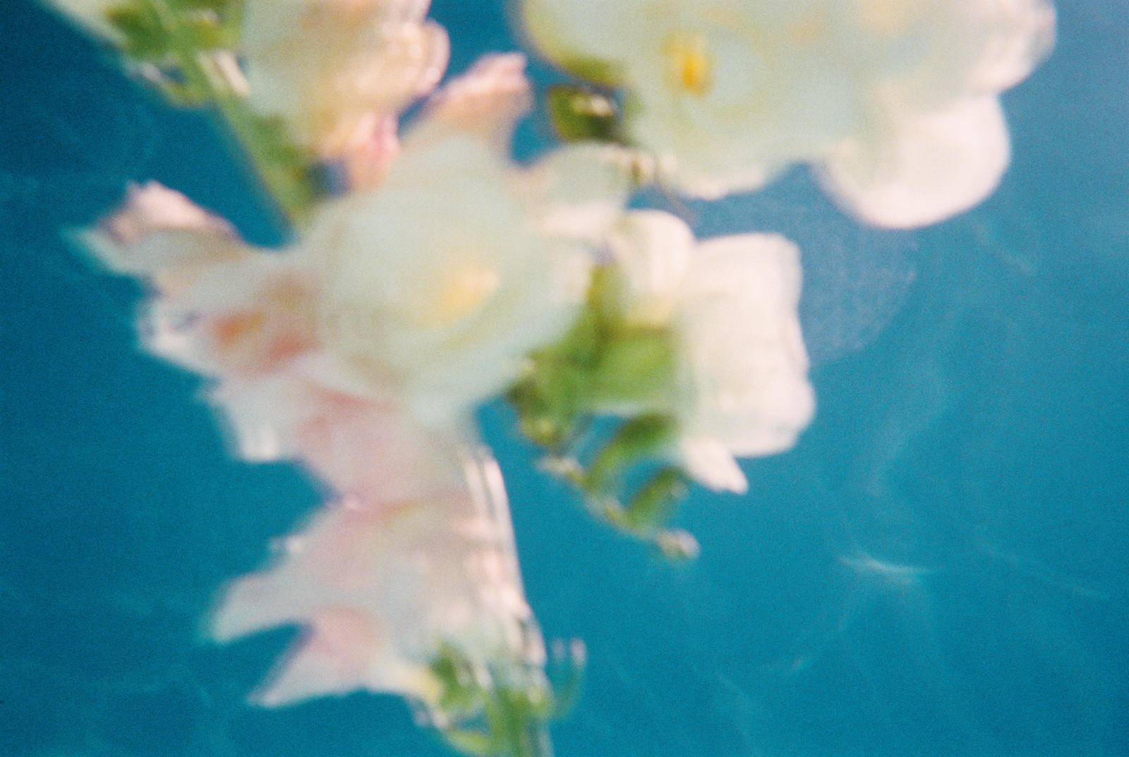 Soft-focus white flowers drifting on deep blue water
