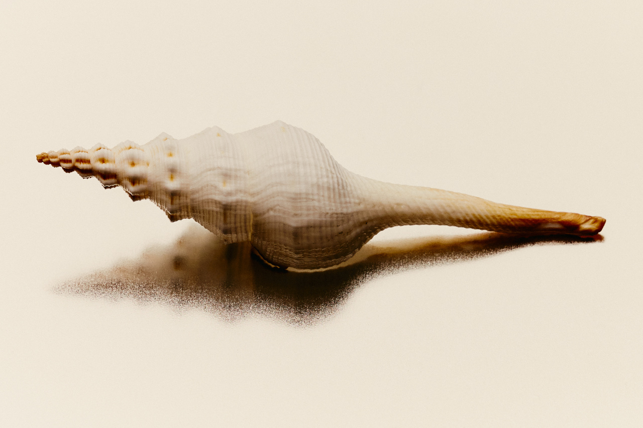 A single shell resting on cream linen, still-life detail