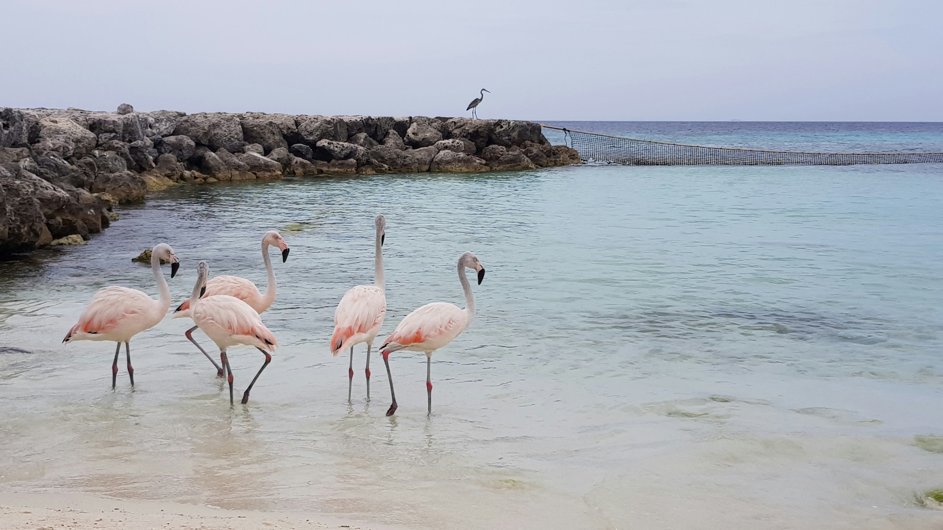 Flamingos wading in shallow Aruba waters