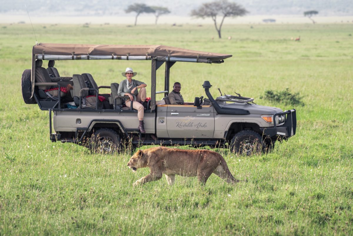 Lion crossing during a safari game drive