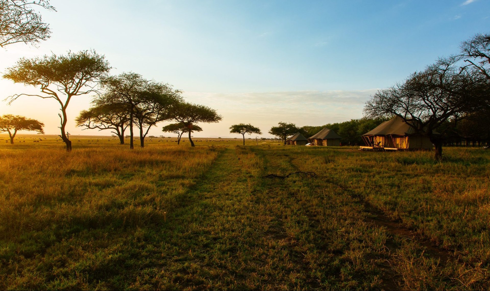 Cherero Camp in the Serengeti at sunset