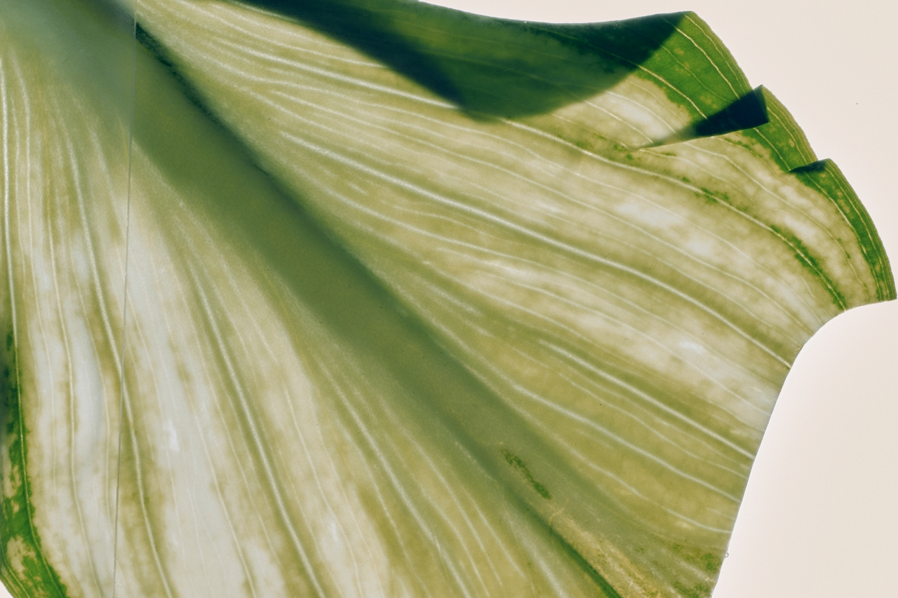 Translucent green leaf catching afternoon light
