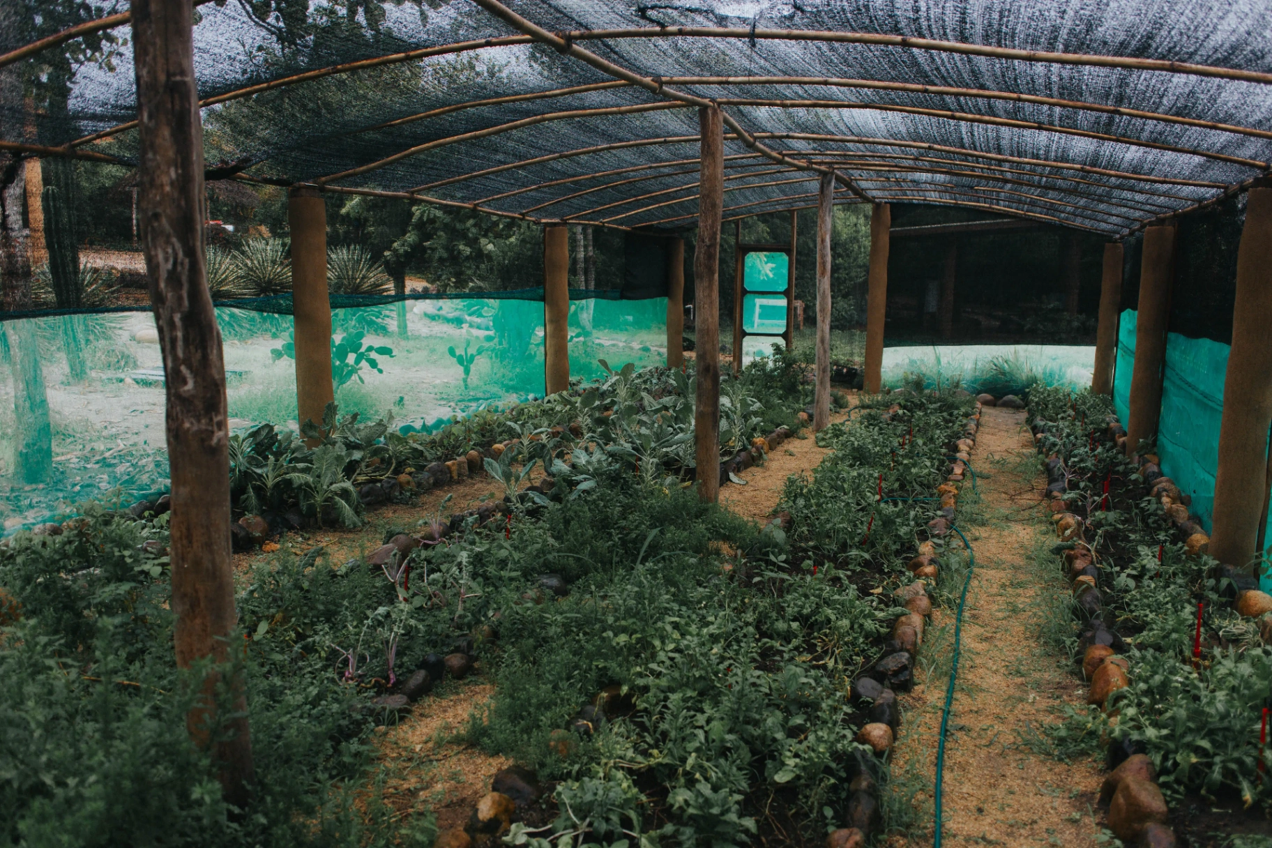 Playa Viva's on-site permaculture farm with rows of vegetables under shade canopy