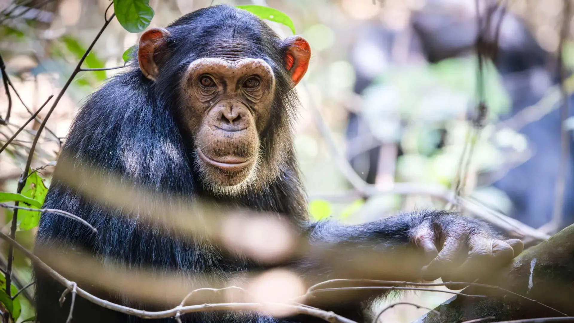 Chimpanzee in the wild