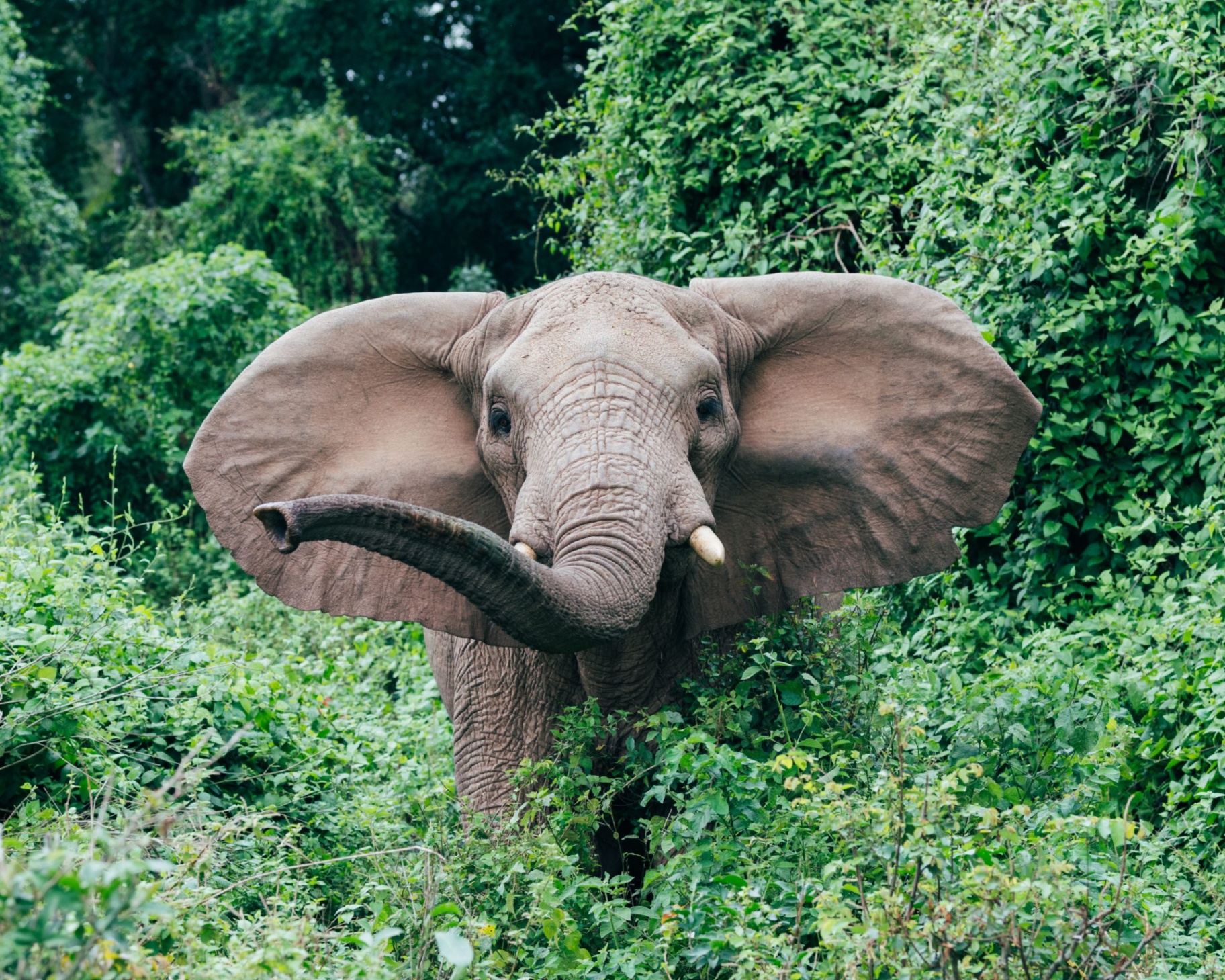 Wild elephant on Rubondo Island