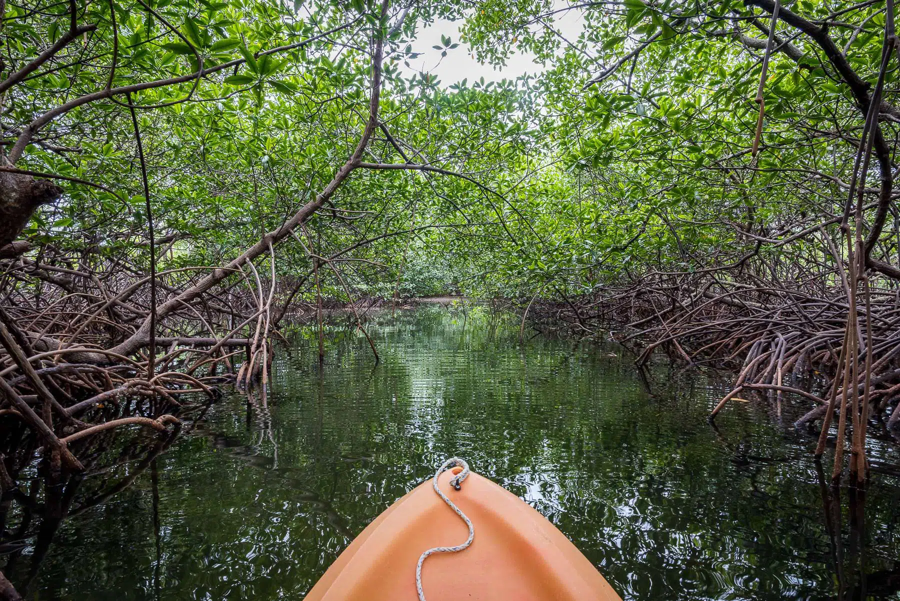 Kayaking through dense mangrove tunnels in Bocas del Toro