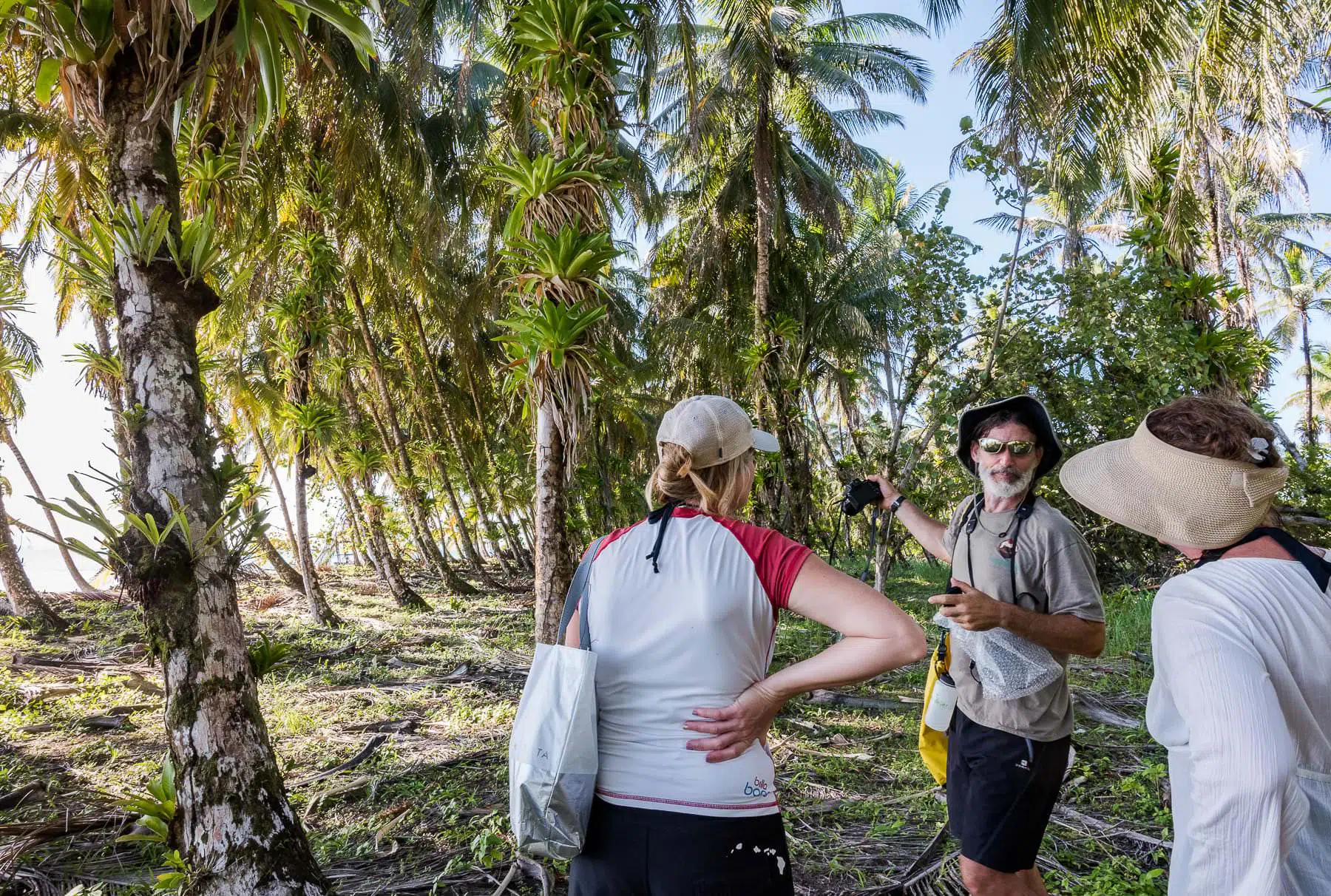 Naturalist guide leading guests through coconut palm forest