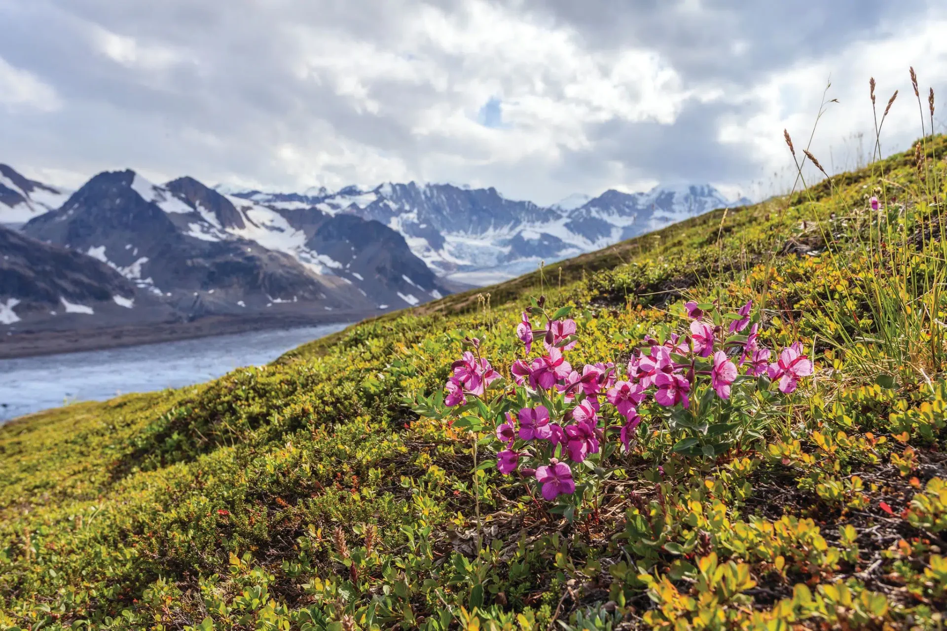 Wild summer flowers with mountain and glacier backdrop
