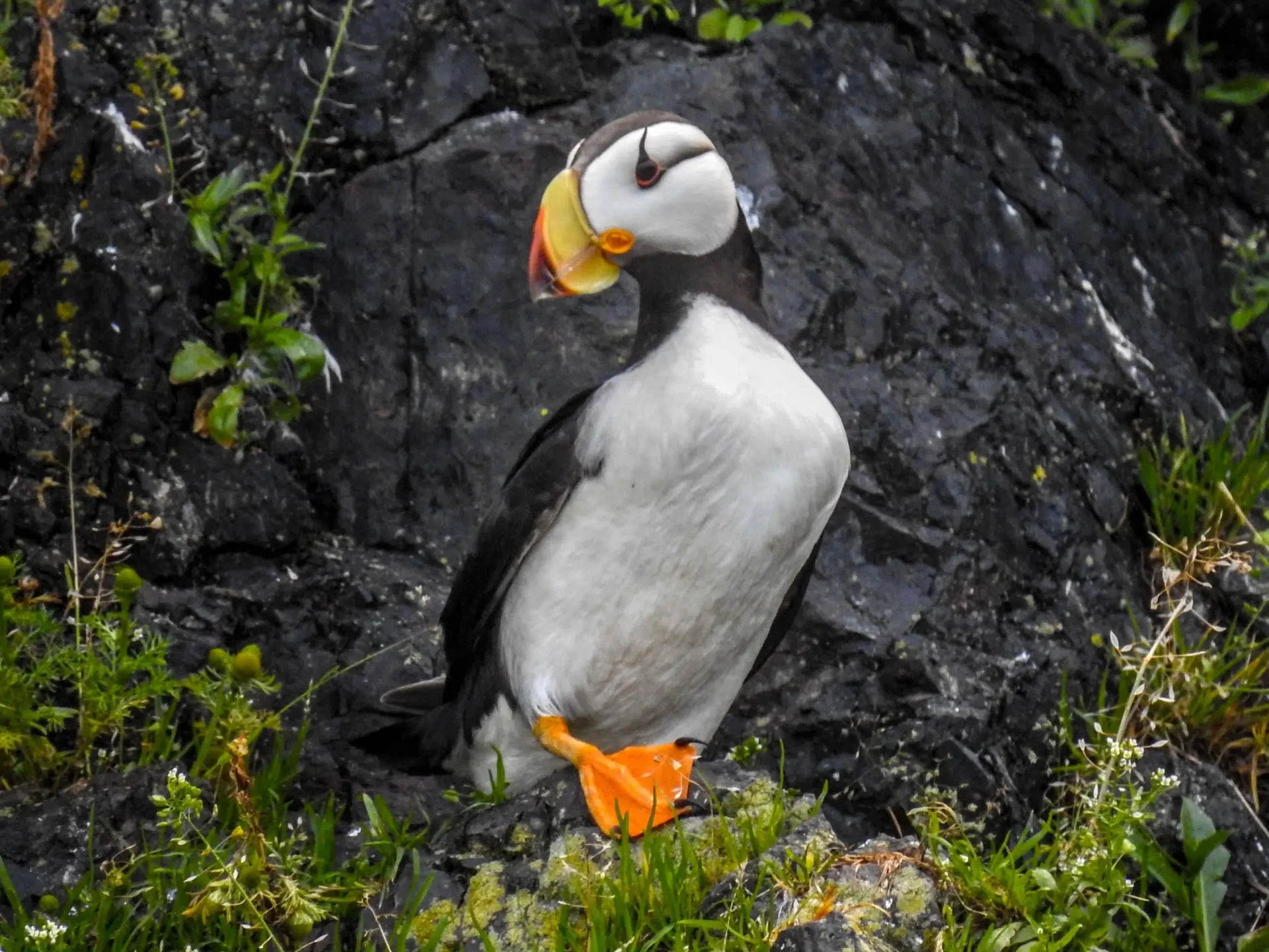 Horned puffin perched on coastal rocks near Tutka Bay
