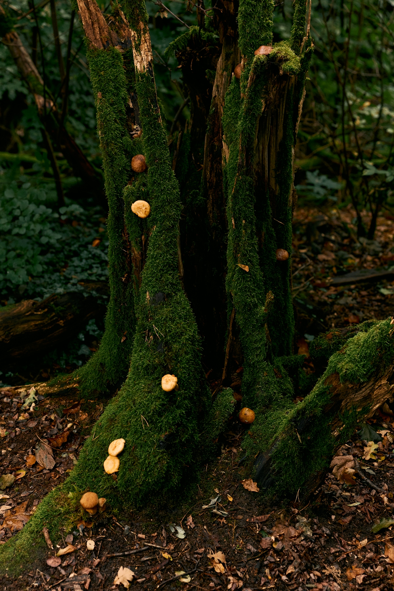 Moss and mushrooms in a quiet forest — replenishment