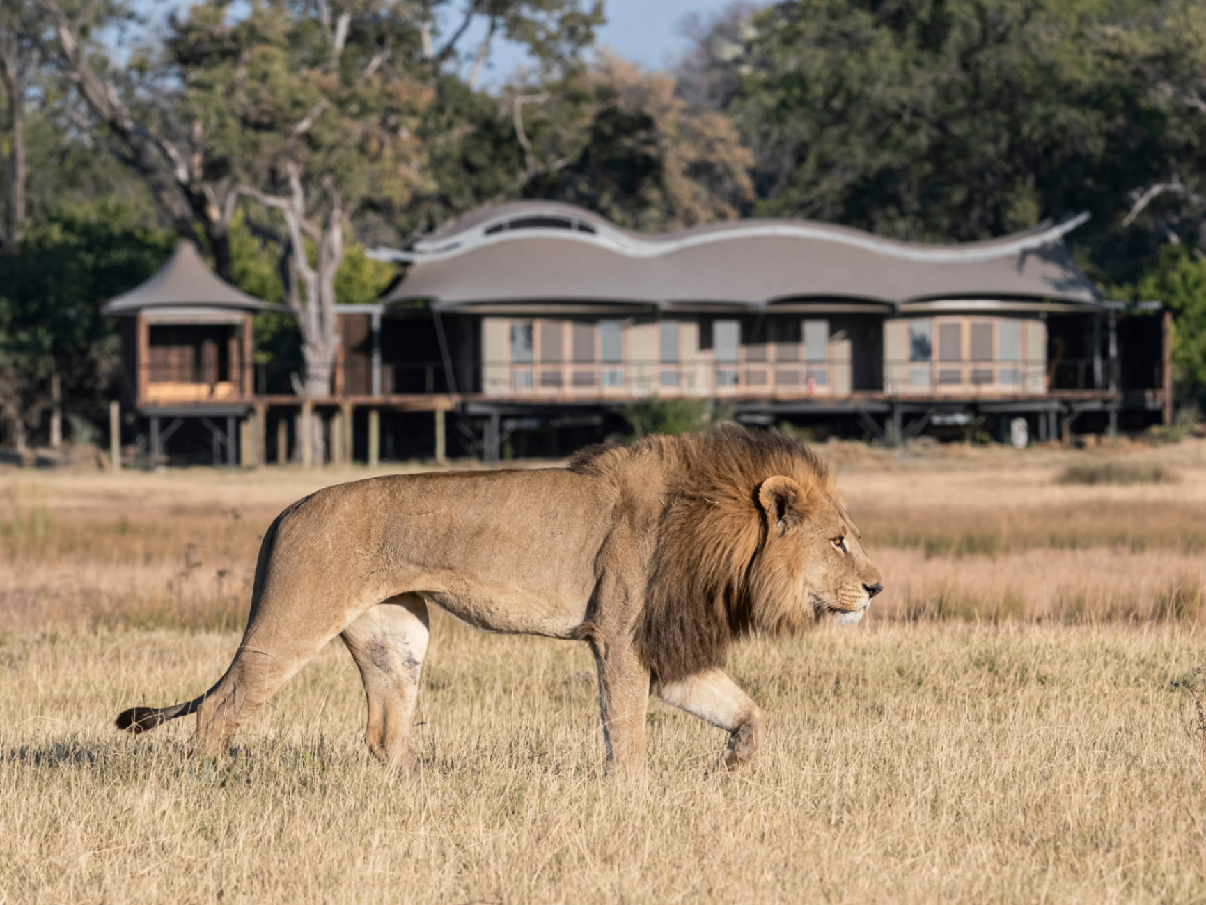 Lion walking past Xigera Safari Lodge